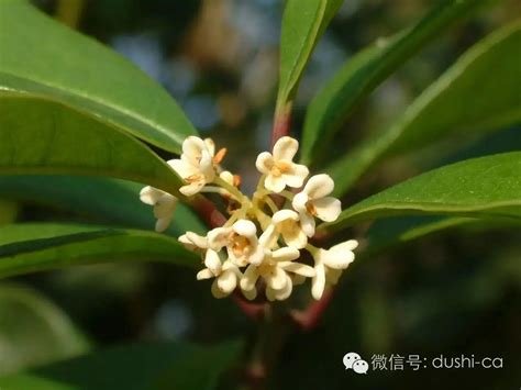 後院種桂花|最適合種在後院的植物是它！滿園桂花香，還能吃桂花糕！ 